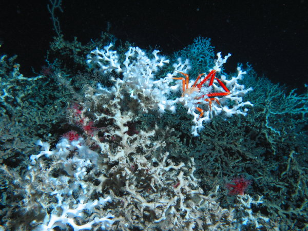 DEEP-SEA CORALS WIN PROTECTION IN THE GULF OF MEXICO  